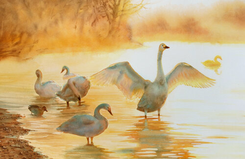 Swans in the lake bathed by the rays of sun - White Swan painting - Swans Lake by Olga Beliaeva, Work on Paper for Sale on Singulart