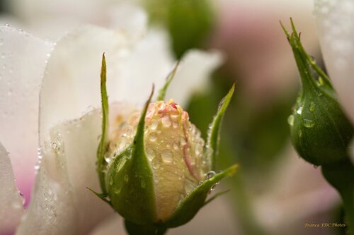 Bouton Perlé von Françoise Dugourd-Caput, Fotografie kaufen auf Singulart