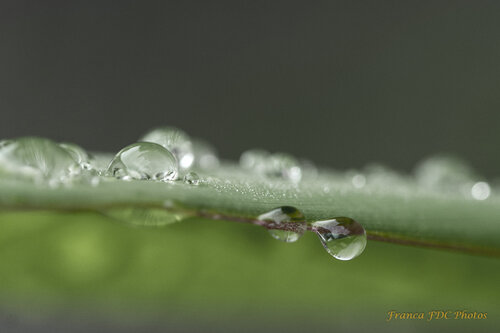Brin d'eau by Françoise Dugourd-Caput, Photography for Sale on Singulart