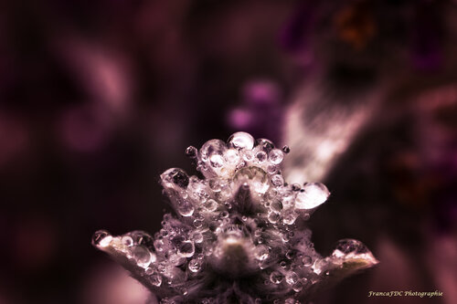 Diamant Mauve di Françoise Dugourd-Caput, Fotografia in vendita su Singulart