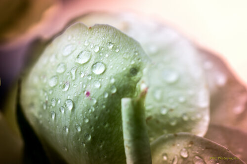 Rose et Rosée di Françoise Dugourd-Caput, Fotografia in vendita su Singulart