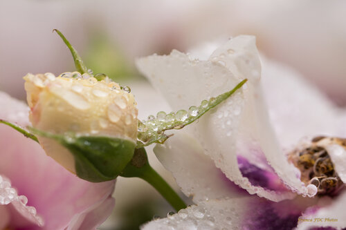 Douceur di Françoise Dugourd-Caput, Fotografia in vendita su Singulart