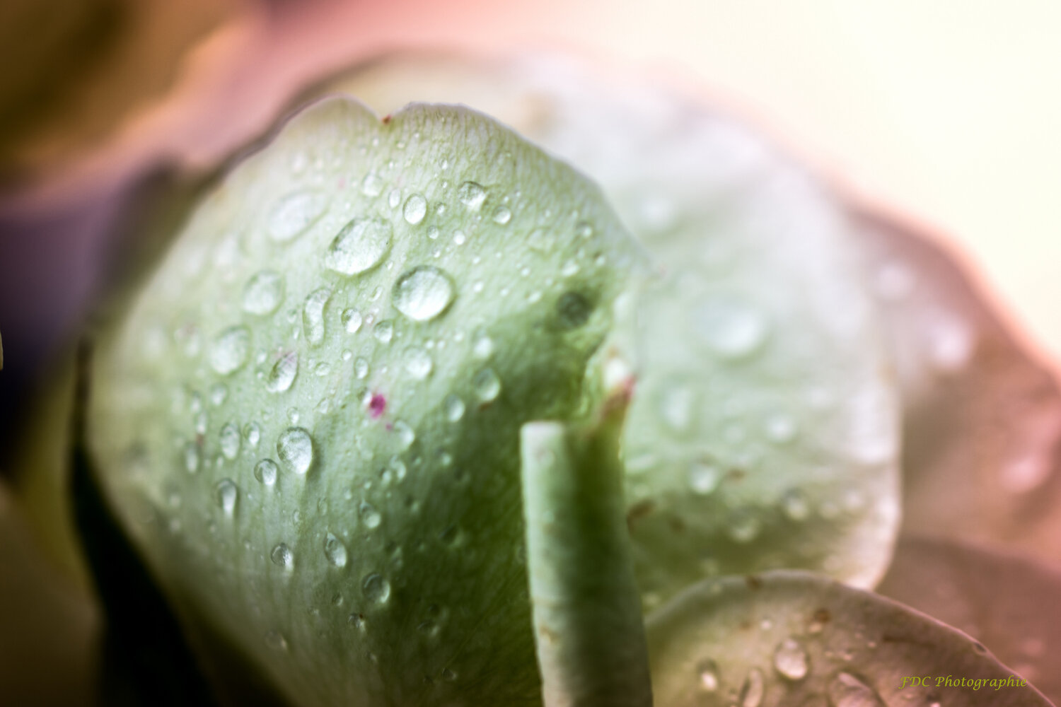 Rose et Rosée Françoise Dugourd-Caput