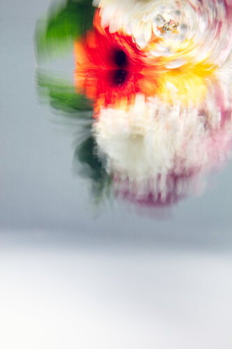 Natural Digital - Colette di Robin Cerutti, Fotografia in vendita su Singulart