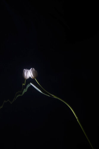 spring 2023 di Robin Cerutti, Fotografia in vendita su Singulart