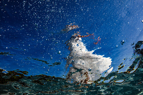 Lookup – ML Summer 6739 van Robin Cerutti, Fotografie te koop op Singulart