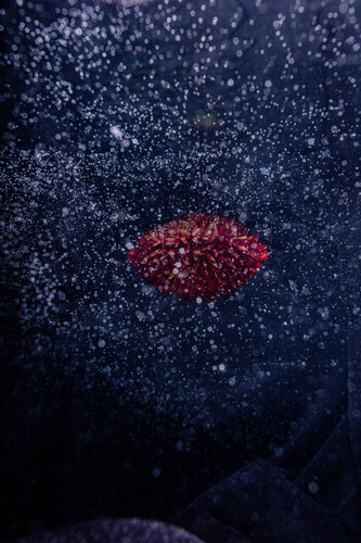 Natural Digital - Suspended (0x5944) van Robin Cerutti, Fotografie te koop op Singulart