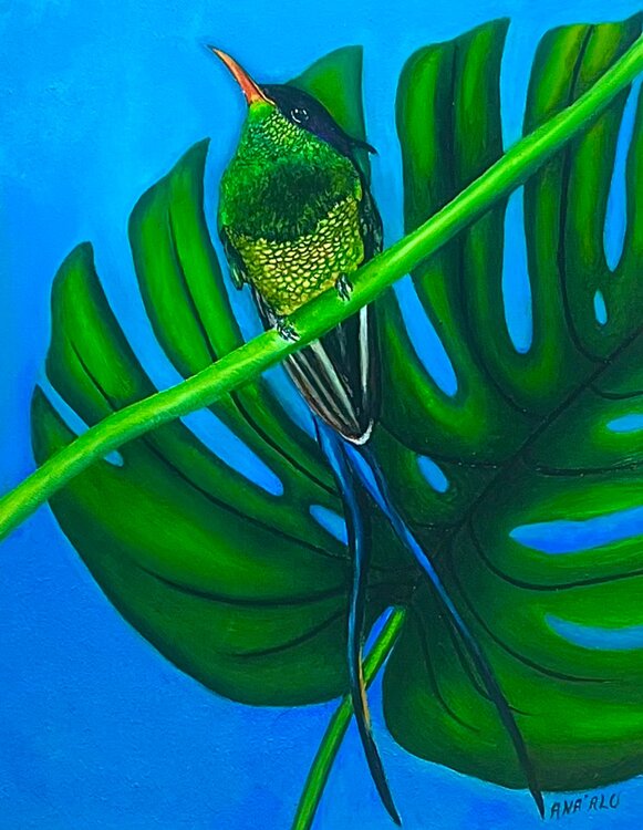 The Jamaican Doctor Bird (Swallowtail Hummingbird) Andy Hollimon