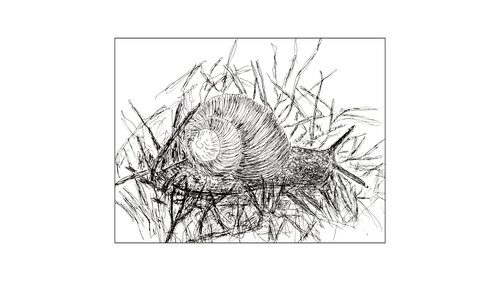 Die Schnecke by Birgitt Becker, 素描 for Sale on Singulart
