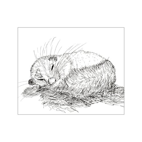 Der Siebenschläfer par Birgitt Becker, Dessin en vente sur Singulart