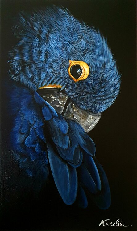 Blue Color K-roline