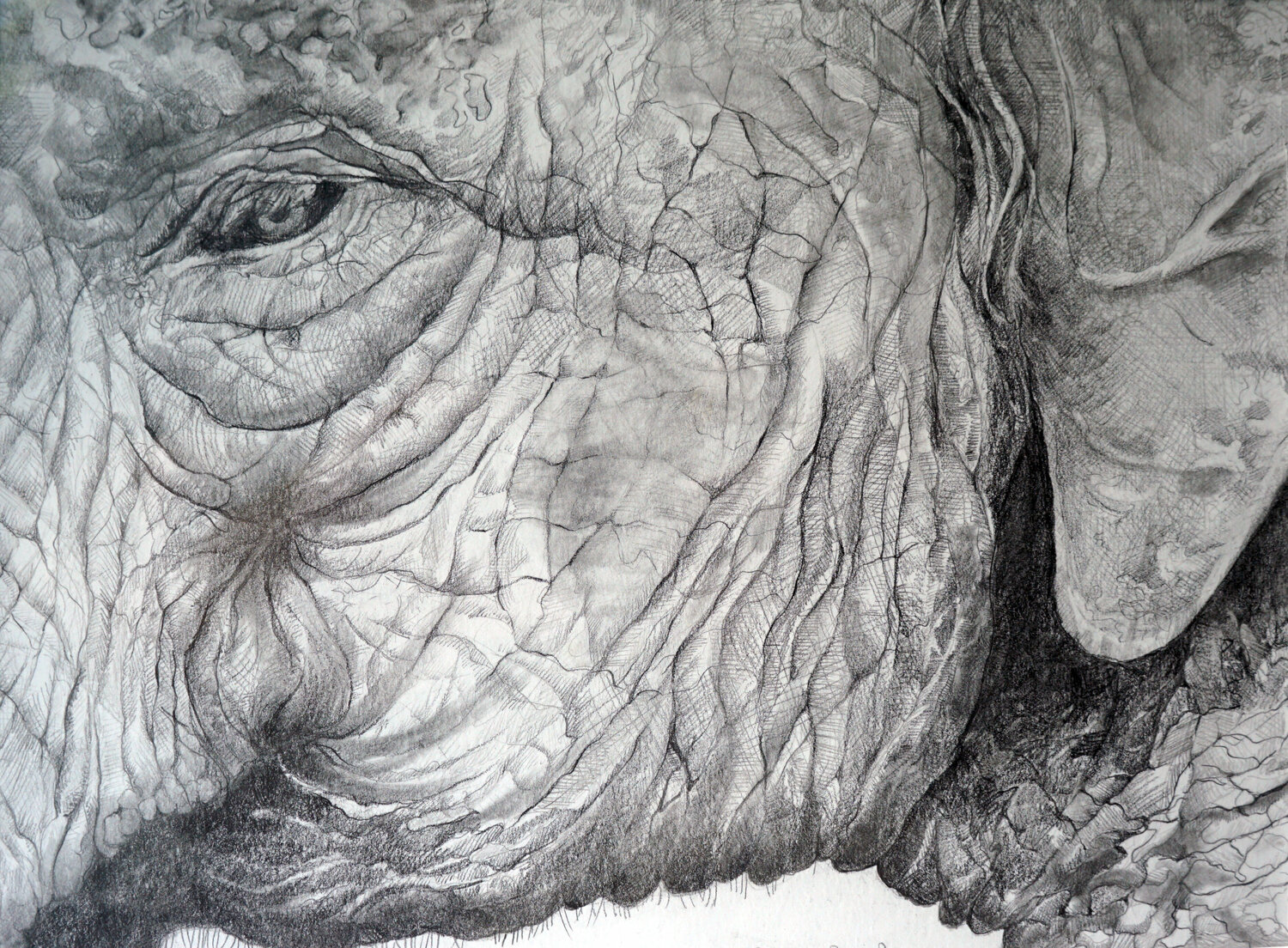 Elephant Portrait Linnea Pergola Zeichnungen zu verkaufen
