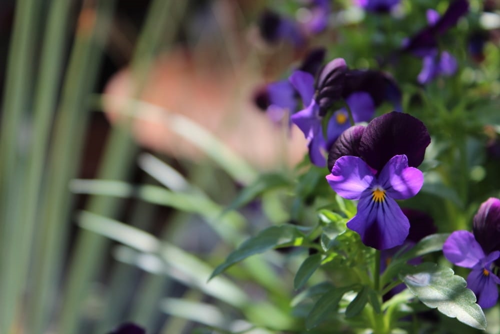 Galería de arte The Artists Garden