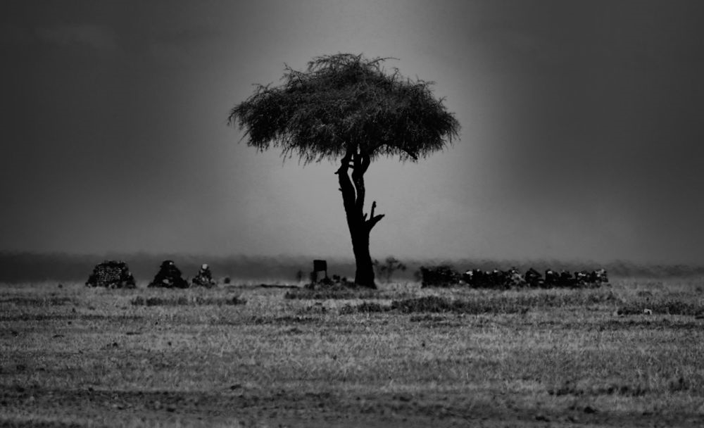 Art Gallery Jodie Dansereau Fine Art & Photography Studio