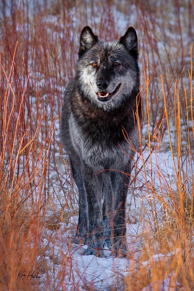 Art Gallery The Ken Hoehn Gallery