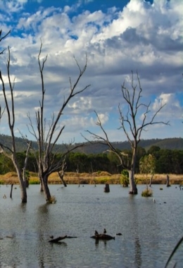 Art Galleries Albury