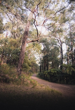 Art Galleries Healesville