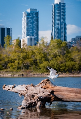 Art Galleries Alberta