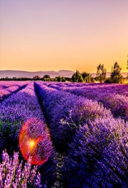 Galeries d'art Montauban