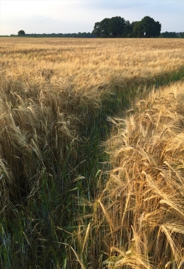 Kunstgalerieën Helmond