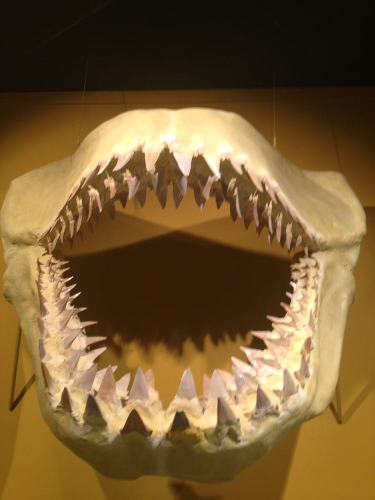 Art Gallery Museo Paleontológico de Elche