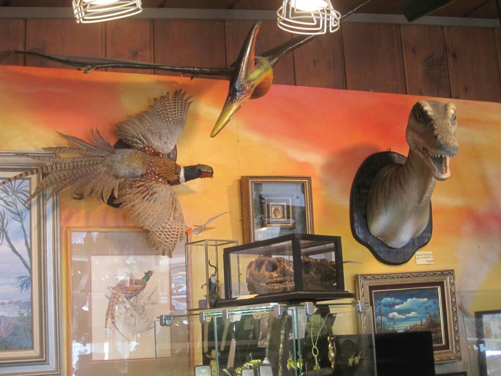 Art Gallery Dinosaur Gallery