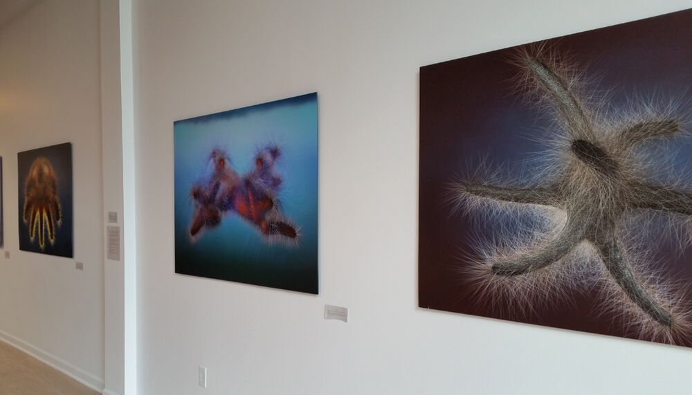 Art Gallery Lumos Gallery